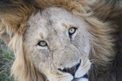 lion