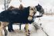 Courchevel Horses     The Luxury Travel Bible