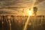 Field of Light by Bruce Monro in THE LUXURY TRAVEL BIBLE (2)