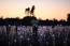 Field of Light by Bruce Monro in THE LUXURY TRAVEL BIBLE (3)