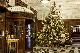 Savoy tree