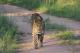 Ulusaba leopard The Luxury Travel Bible1