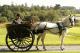 dromland pony and trap
