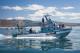 grootbos experience shark cage dive