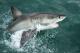 grootbos shark cage dive