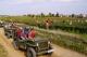 jeeps