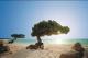 divi tree