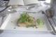 starter