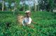 tea picking