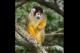 monkey business