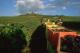 grape picking by hand for champagne