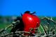 frigate bird