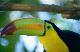 toucan