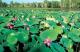 waterlillies
