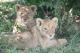 cubs