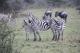 zebras