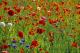 poppy field, loire valley