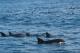 dolphins