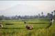 rice fields