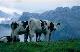 swiss dairy cows
