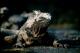 water iguana