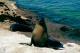 sea lion