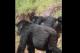 gorillas in the lodge carpark