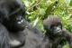 gorillas