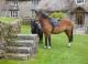 sweeton ponies